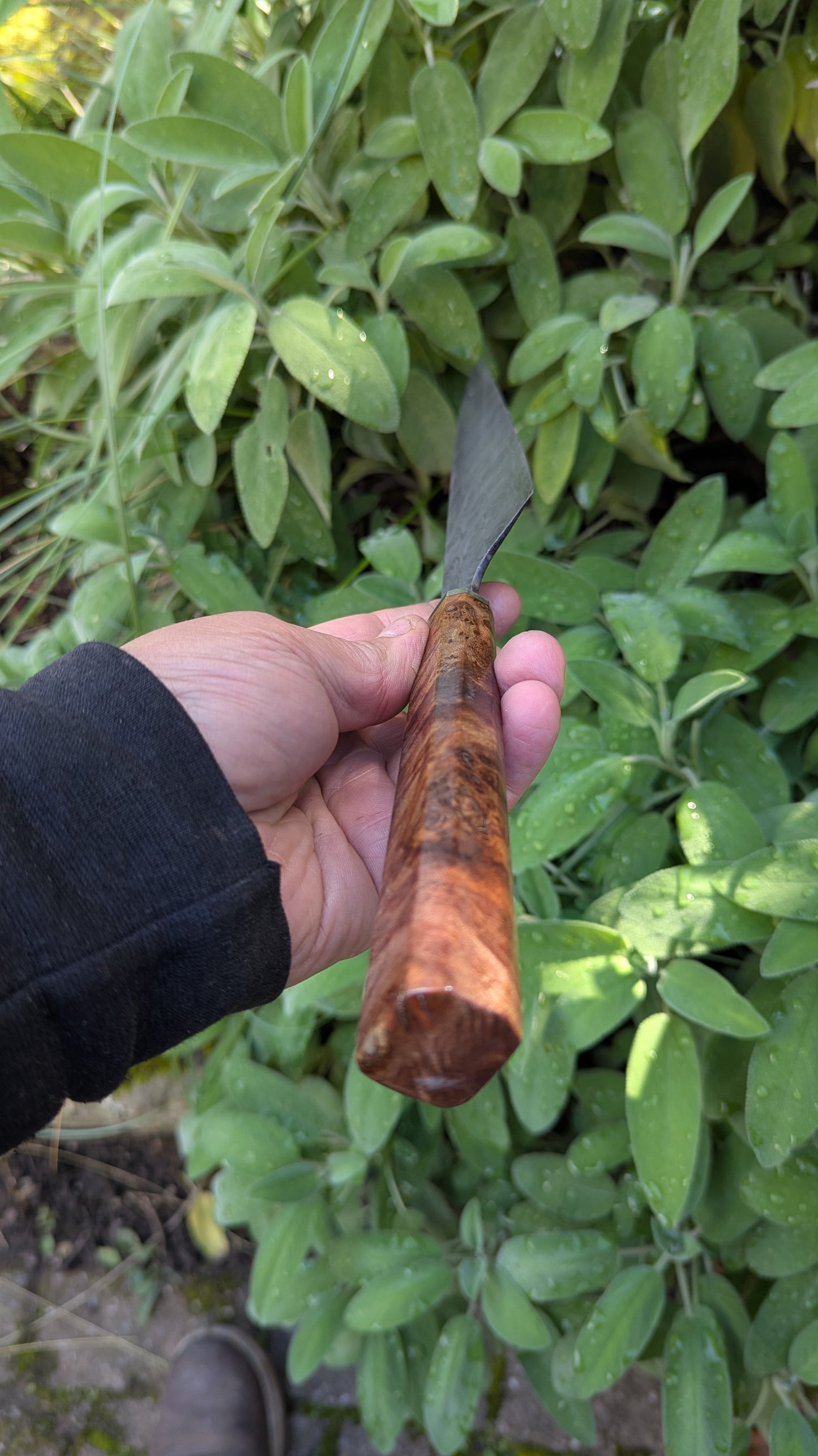 Handmade 8" Carbon Steel Damascus, Wood Burl