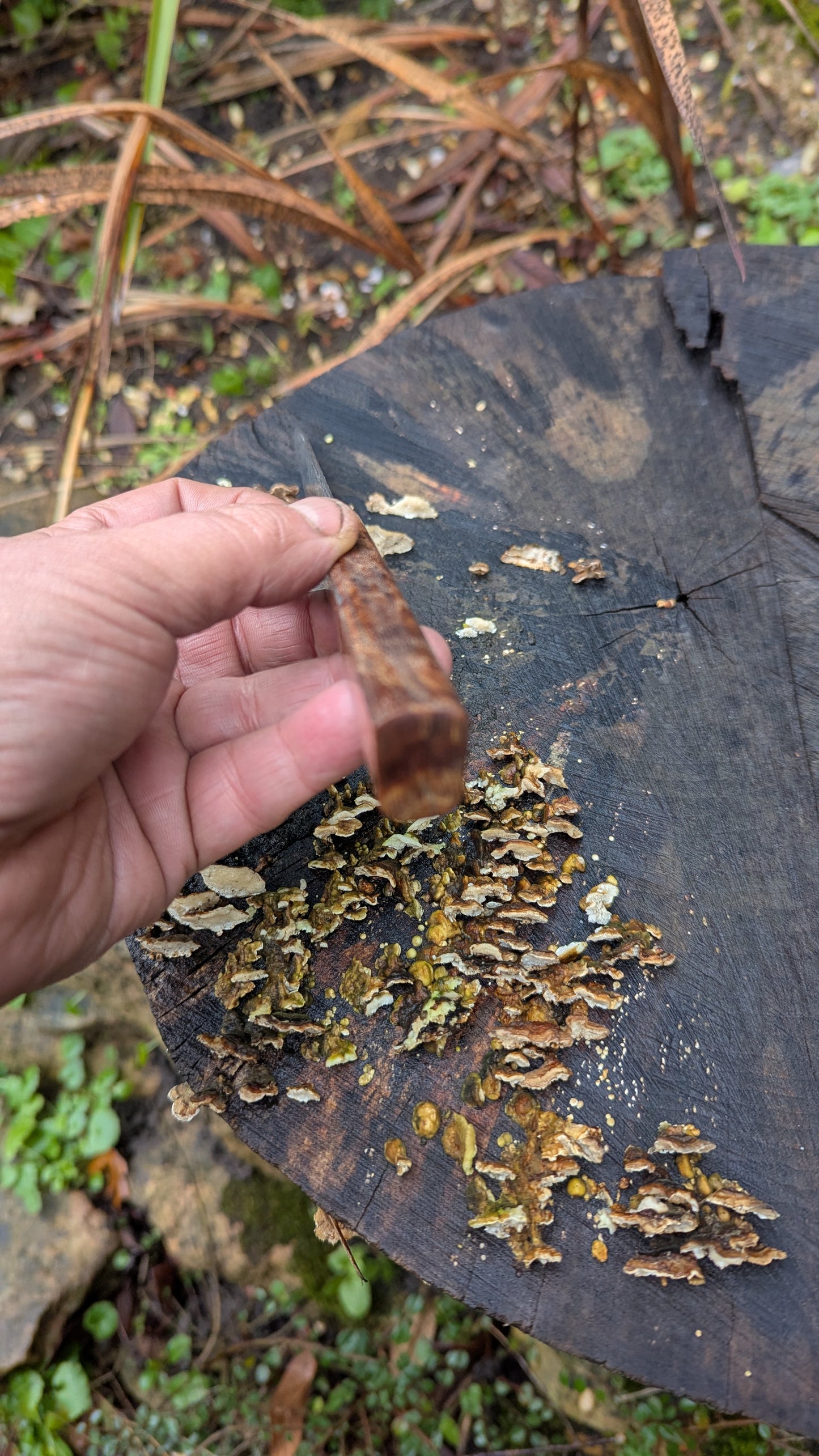 Hand made Pairing Knife Stainless Damascus - Damasteel® DS93X - Yggdrasil . Lace Wood Burl handle