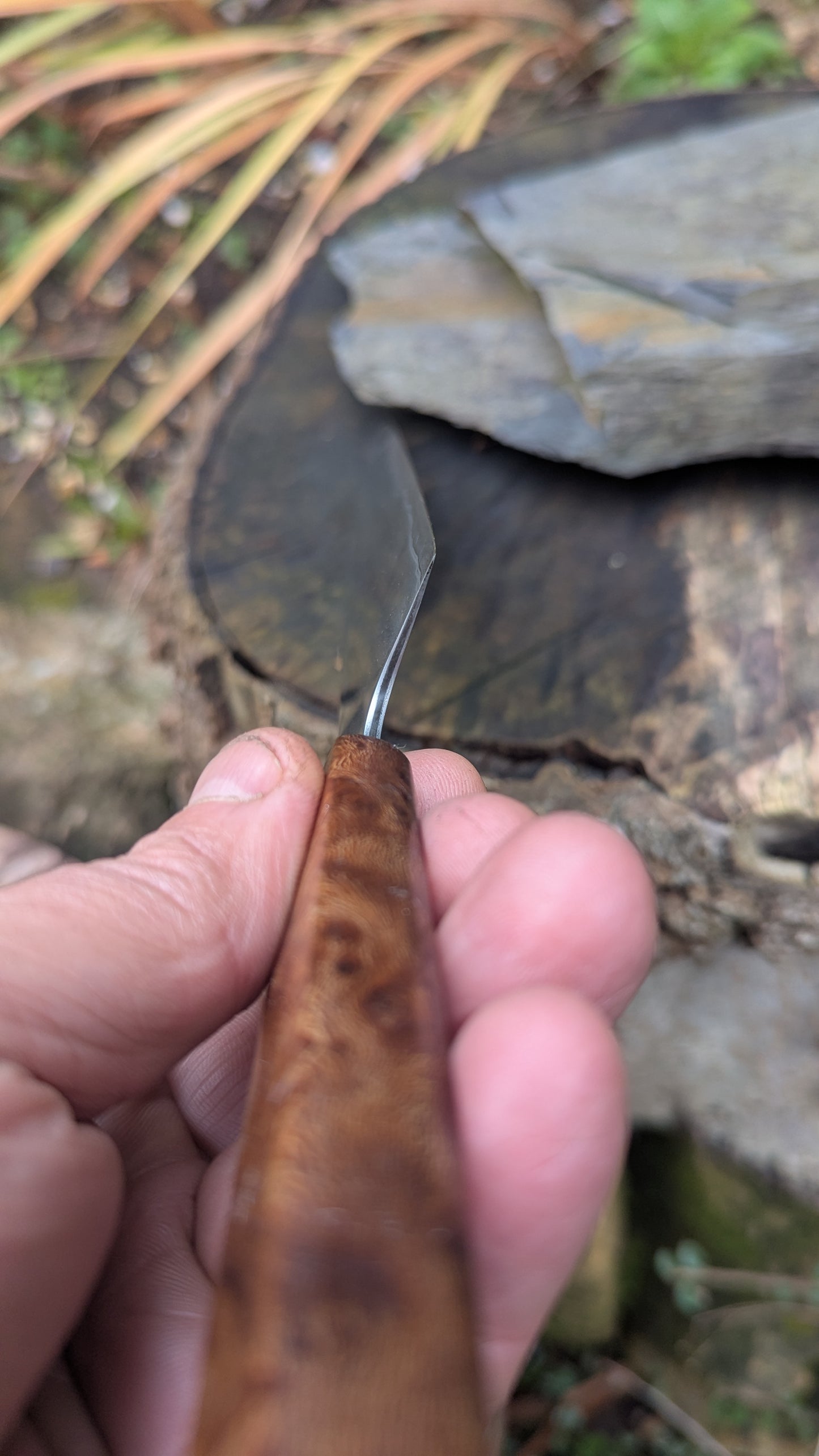 Hand made 6" Takefu super blue stainless clad San Mai. Lacewood burl handle