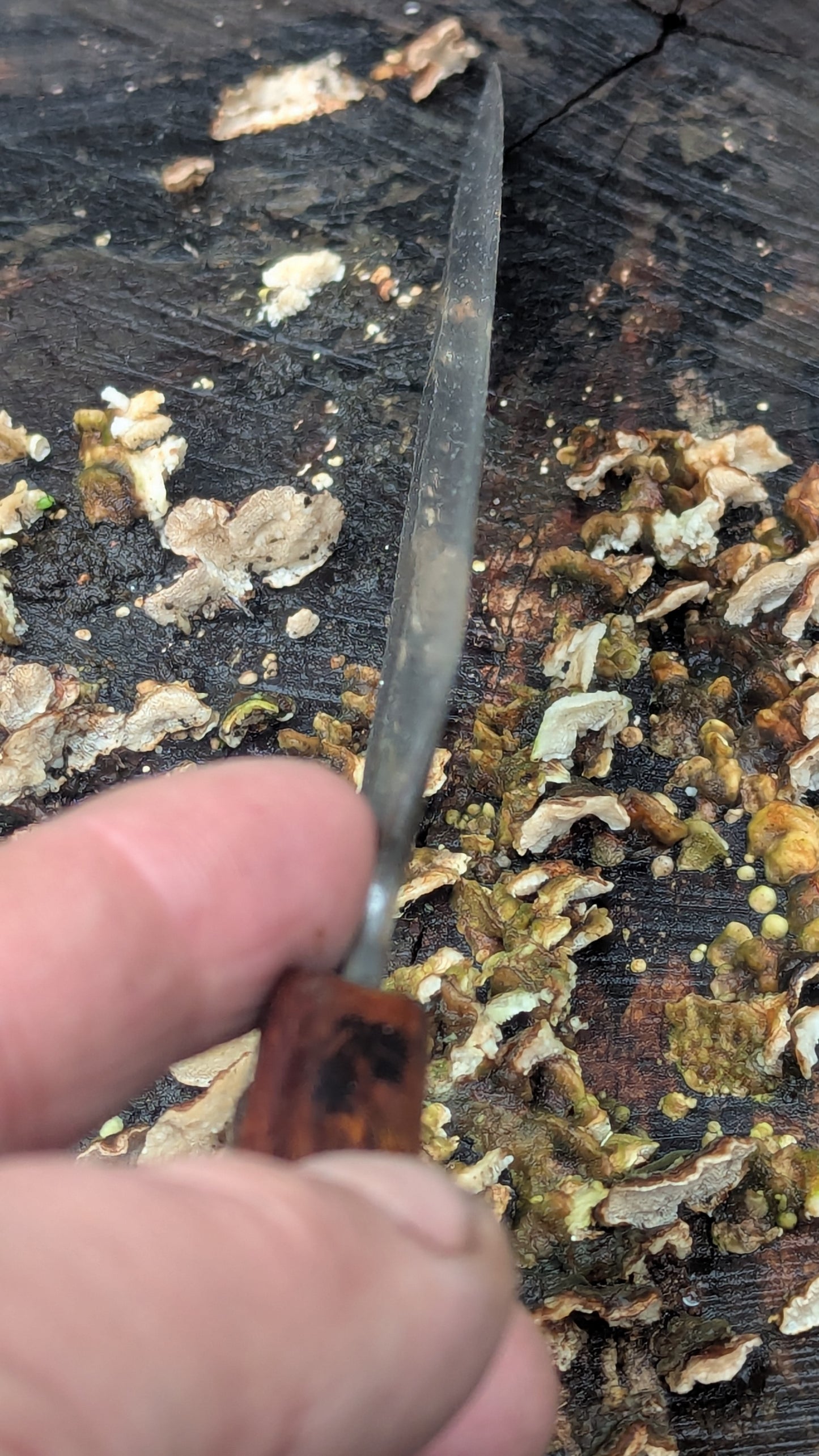 Kiritsuke 180mm Takefu VG10 Suminagashi knife. Desert Ironwood Handle