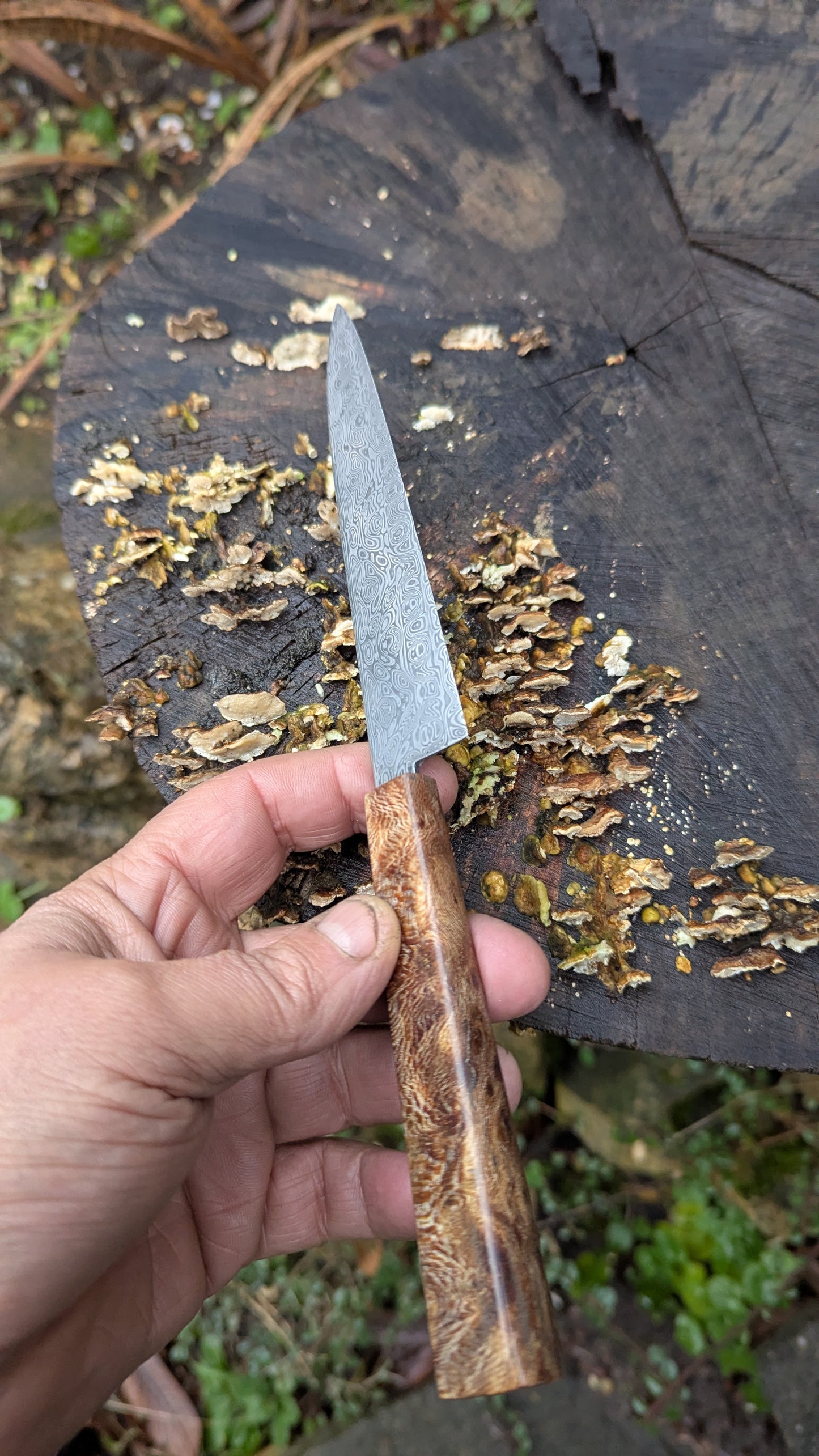 Hand made Pairing Knife Stainless Damascus - Damasteel® DS93X - Yggdrasil . Lace Wood Burl handle