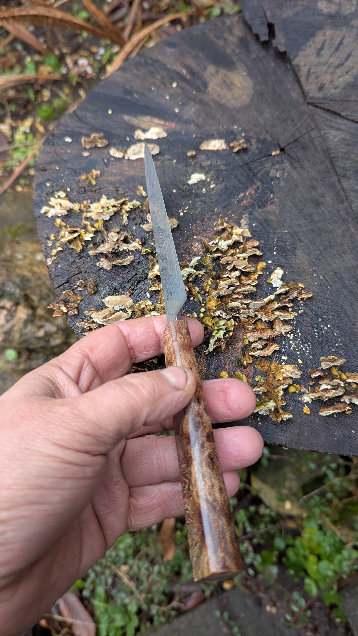 Hand made Pairing Knife Stainless Damascus - Damasteel® DS93X - Yggdrasil . Lace Wood Burl handle
