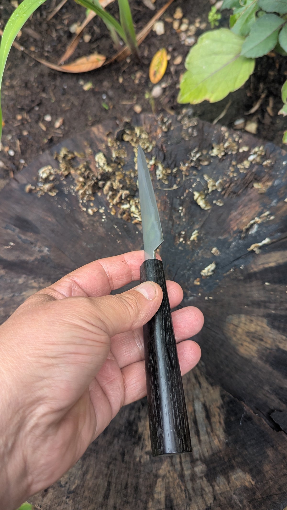 Hand Made Paring knife 115mm. Takefu Super Blue Stainless Clad San Mai. 5600 years old Bog Oak Handle