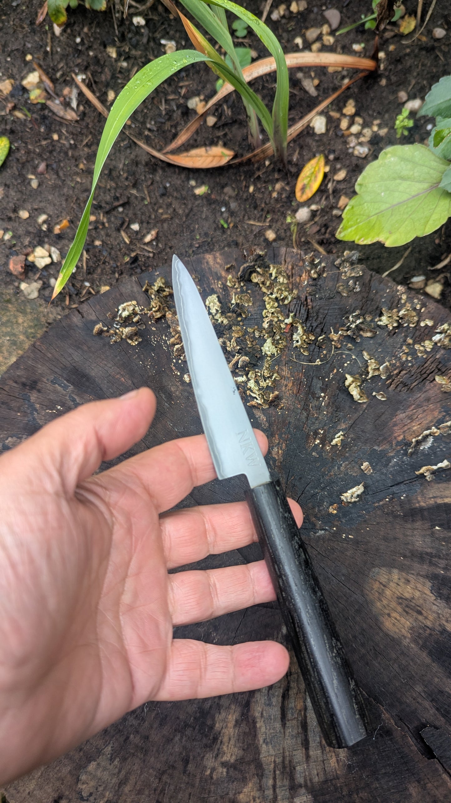 Hand Made Paring knife 115mm. Takefu Super Blue Stainless Clad San Mai. 5600 years old Bog Oak Handle
