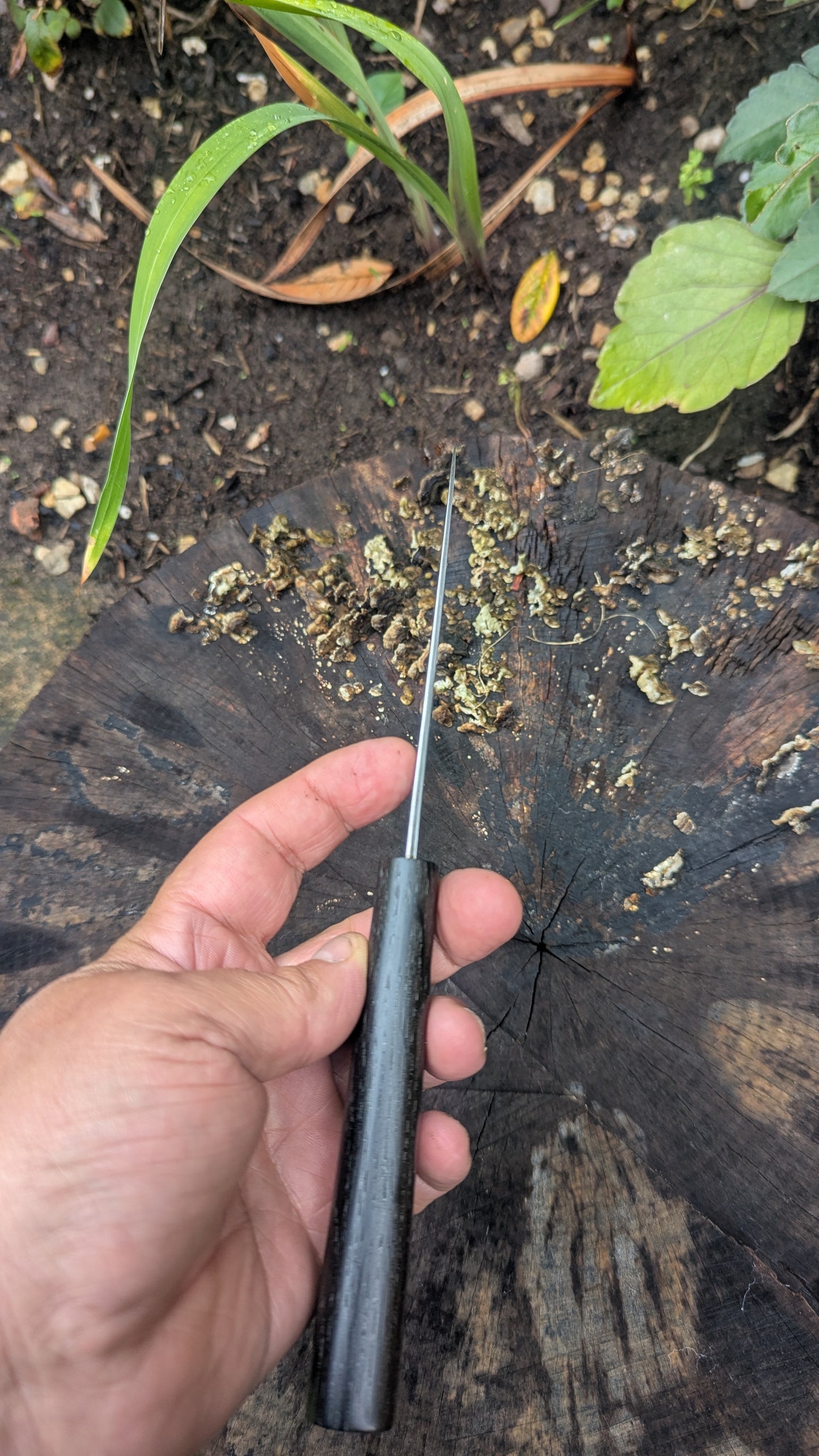 Hand Made Paring knife 115mm. Takefu Super Blue Stainless Clad San Mai. 5600 years old Bog Oak Handle