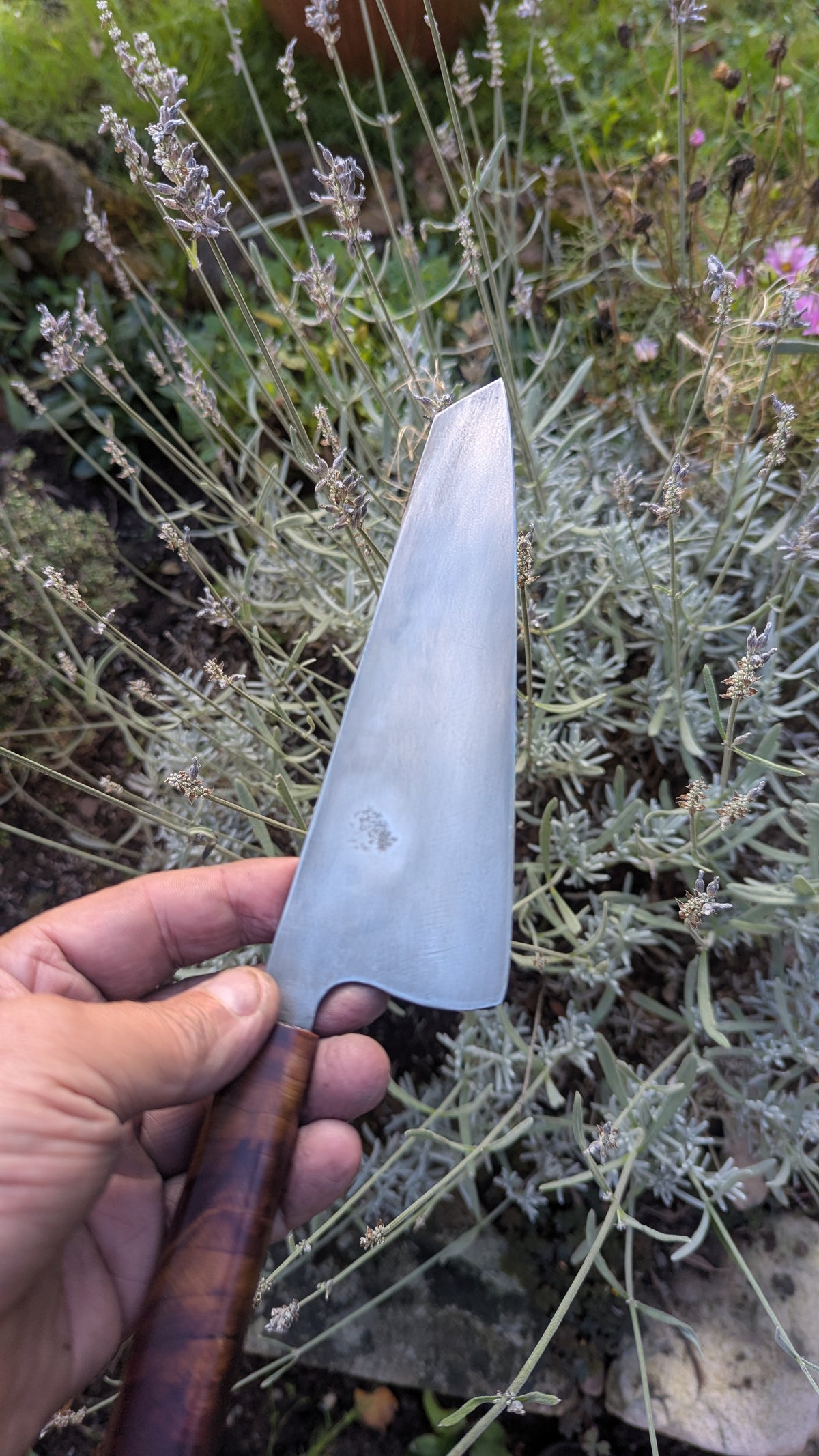 Forged 185mm Kiritsuke. Takefu Shiro 2 carbon steel with Juniper Wood Handle