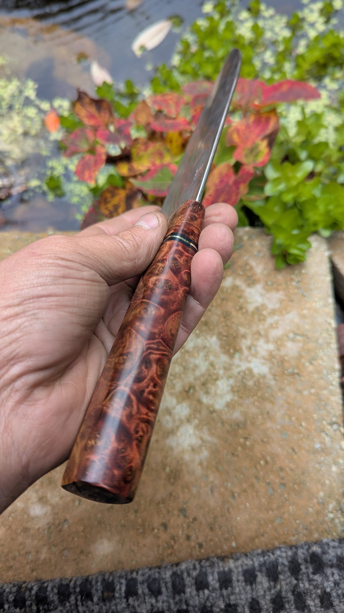 Santoku 170mm Yu-Shoku VG10W and Amboyna Burl Handle