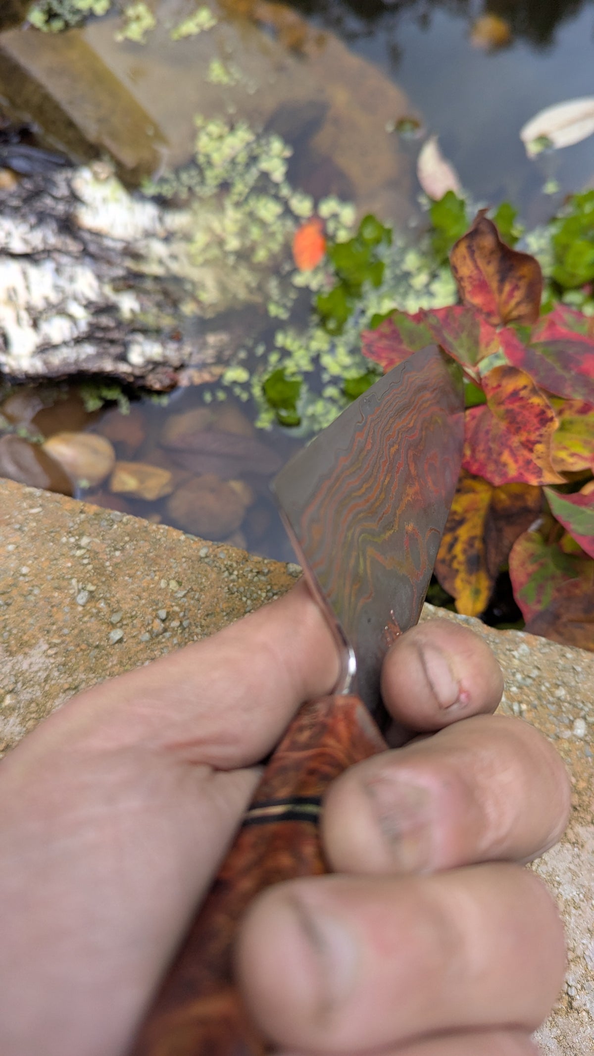 Santoku 170mm Yu-Shoku VG10W and Amboyna Burl Handle